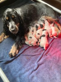 Samee en haar pups