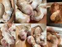 collage van alle pups