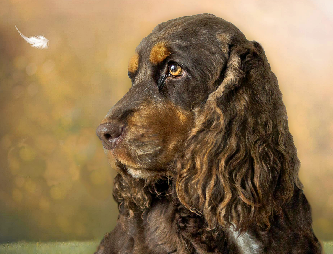 Engelse Cocker Spaniel Kennel Bozinga - Onze Honden