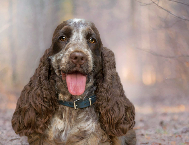 Engelse Cocker Spaniel Kennel Bozinga - Onze Honden