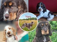 pups van Yaro