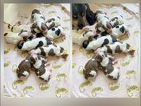 de 9 pups pas geboren